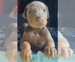 Small #19 Doberman Pinscher