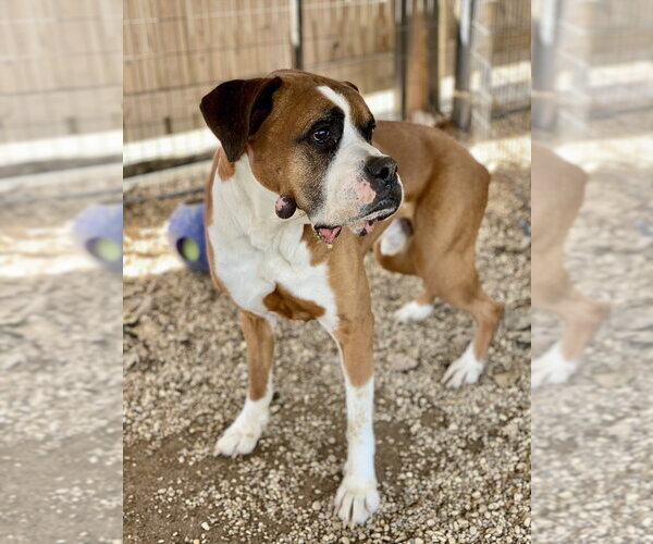 Medium Photo #2 Boxer Puppy For Sale in Austin, TX, USA