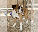Small #1 Boxer
