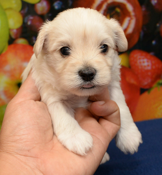 Medium Photo #1 Maltipoo Puppy For Sale in DONNA, TX, USA