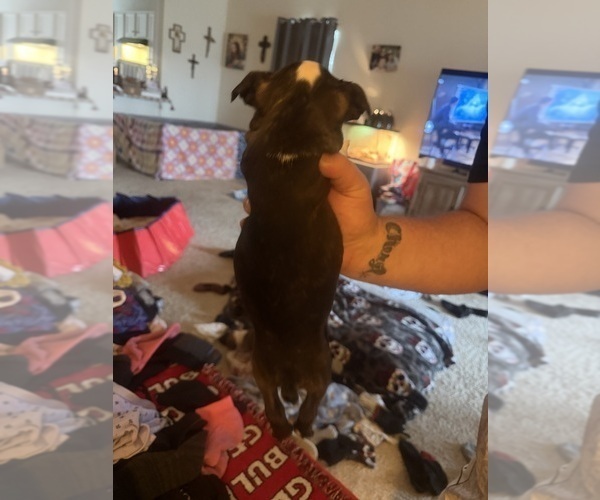 Medium Photo #5 Boston Terrier Puppy For Sale in WAHNETA, FL, USA