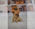 Small Photo #4 Chihuahua Puppy For Sale in HAMPTON, VA, USA