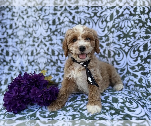 Medium Photo #4 Cock-A-Poo Puppy For Sale in LAKELAND, FL, USA