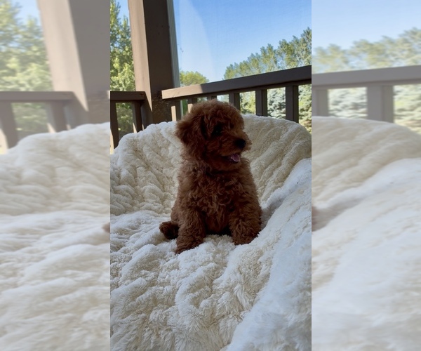 Medium Photo #4 Goldendoodle (Miniature) Puppy For Sale in RANDOLPH, WI, USA
