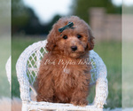Small Photo #38 Maltipoo (Toy) Puppy For Sale in WARSAW, IN, USA