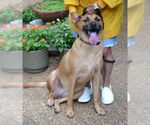 Small #3 Black Mouth Cur Mix