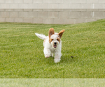 Small #7 Goldendoodle (Miniature)