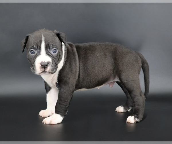Medium Photo #1 American Bully Puppy For Sale in CHAMPAIGN, IL, USA