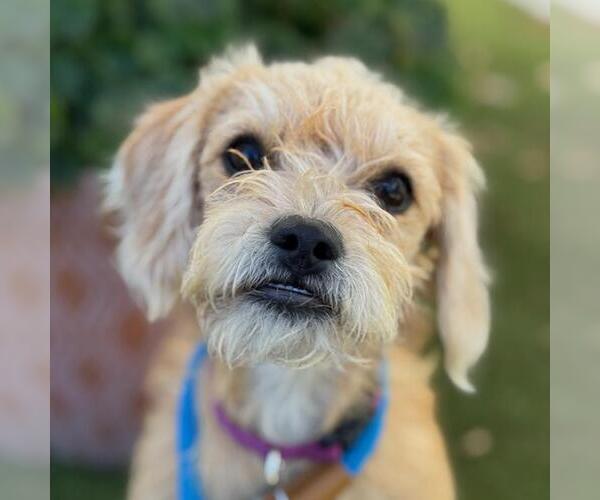 Medium Photo #3 Maltipoo Puppy For Sale in San Diego, CA, USA