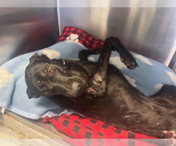 Medium Photo #8 Labrador Retriever-Unknown Mix Puppy For Sale in San Diego, CA, USA