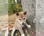 Small Photo #5 Shiba Inu Puppy For Sale in NEW ATHENS, IL, USA