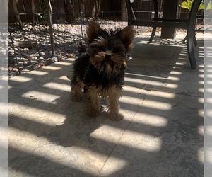 Yorkshire Terrier Puppy for sale in LAS VEGAS, NV, USA