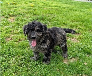 Goldendoodle-Poodle (Toy) Mix Puppy for sale in QUARRYVILLE, PA, USA