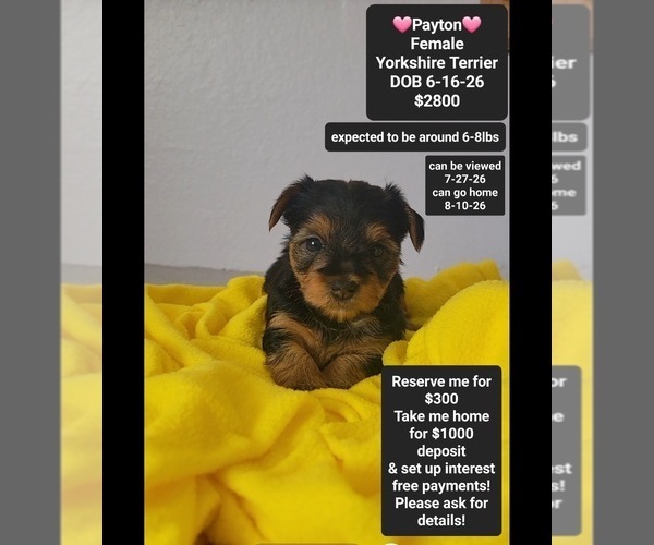Medium Photo #1 Yorkshire Terrier Puppy For Sale in TUCSON, AZ, USA