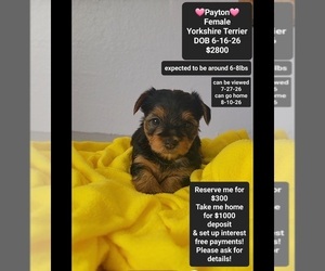 Yorkshire Terrier Puppy for Sale in TUCSON, Arizona USA
