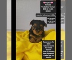 Image preview for Ad Listing. Nickname: Payton