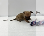 Small Photo #16 Chorkie Puppy For Sale in SAINT AUGUSTINE, FL, USA