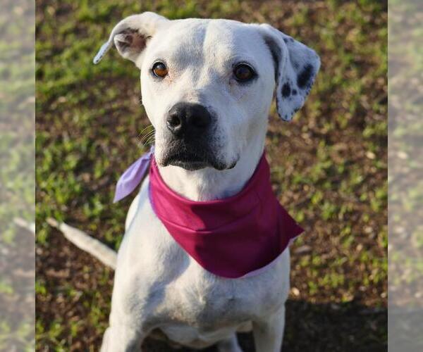 Medium Photo #1 American Staffordshire Terrier-Unknown Mix Puppy For Sale in San Antonio, TX, USA