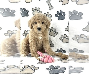 Goldendoodle (Miniature) Puppy for Sale in INDIANAPOLIS, Indiana USA