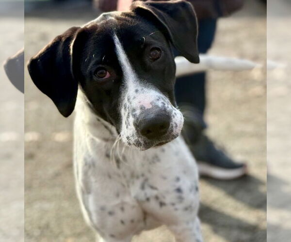 Medium Photo #2 Mutt Puppy For Sale in Canton, CT, USA