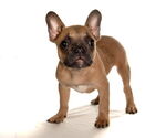 Small #1 French Bulldog