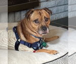 Peanut - Male Chug Dog for Adoption - Small photo