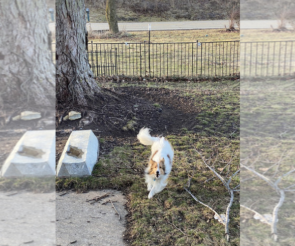 Medium Photo #1 Shetland Sheepdog Puppy For Sale in ELMWOOD, IL, USA