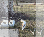 Small Photo #1 Shetland Sheepdog Puppy For Sale in ELMWOOD, IL, USA