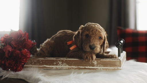 Medium Photo #3 Goldendoodle Puppy For Sale in GEORGETOWN, IN, USA