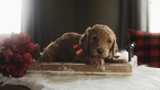 Small Photo #3 Goldendoodle Puppy For Sale in GEORGETOWN, IN, USA