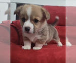 Small Photo #1 Pembroke Welsh Corgi Puppy For Sale in GOOSE CREEK, SC, USA