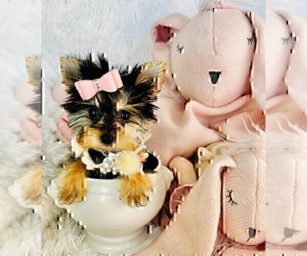 Medium Photo #11 Morkie Puppy For Sale in ORLANDO, FL, USA