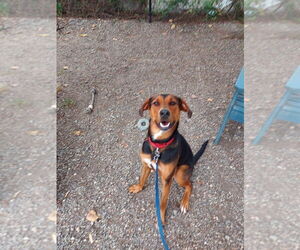 Douglas - Male Mutt Dog for Adoption - Photo #2