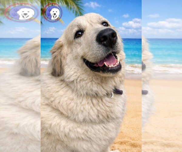 Medium Photo #12 Great Pyrenees Puppy For Sale in Spring, TX, USA