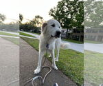 Small #2 Great Pyrenees