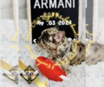 Puppy Armani Pembroke Welsh Corgi