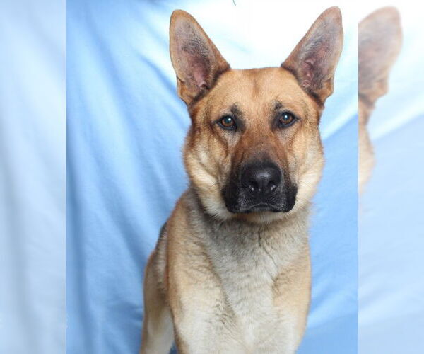 Medium Photo #2 German Shepherd Dog Puppy For Sale in Burbank, CA, USA