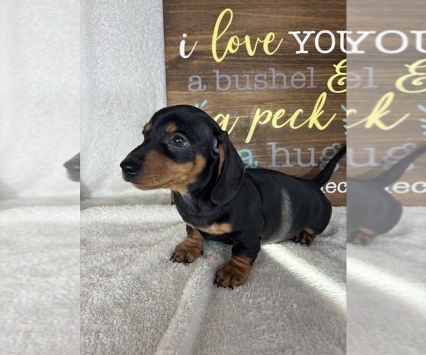 Medium Photo #6 Dachshund Puppy For Sale in GREENFIELD, IN, USA
