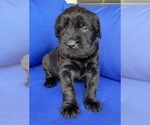 Small Photo #2 Schnauzer (Giant) Puppy For Sale in CENTERTON, AR, USA
