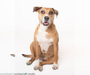 Peaches - F - Female Catahoula Leopard Dog-Unknown Mix Dog for Adoption - Photo #4
