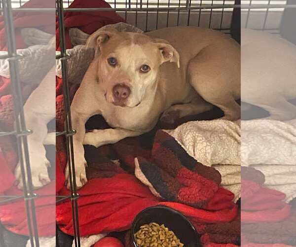 Medium Photo #2 Mutt Puppy For Sale in Sheboygan, WI, USA