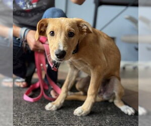 Golden Labrador Dogs for adoption in Jefferson, NJ, USA