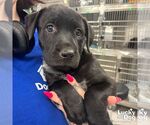 Small #1 Labrador Retriever Mix