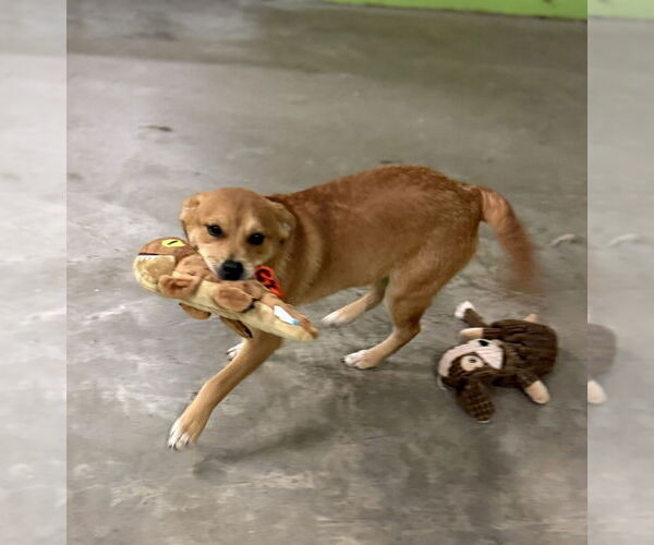 Medium Photo #2 Saint Bernard-Unknown Mix Puppy For Sale in Elmsford, NY, USA