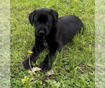 Small #9 Labrador Retriever Mix