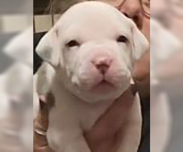 Medium Photo #1 Mutt Puppy For Sale in Binghamton, NY, USA