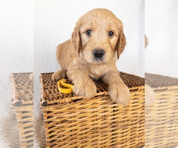 Medium Photo #2 Goldendoodle Puppy For Sale in BELLFLOWER, MO, USA