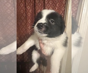 Border Collie Puppy for sale in CLEVELAND, OH, USA
