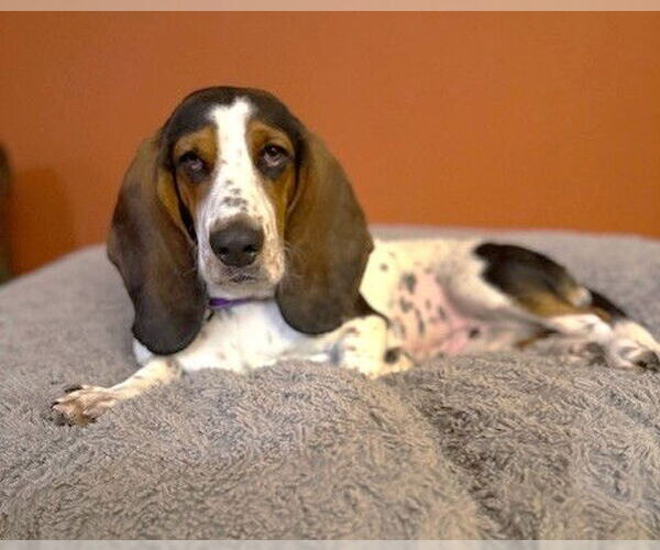 Medium Photo #3 Bagle Hound Puppy For Sale in Boonton, NJ, USA