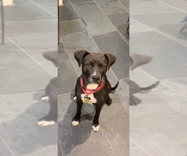 Medium Photo #11 Mutt Puppy For Sale in San Francisco, CA, USA